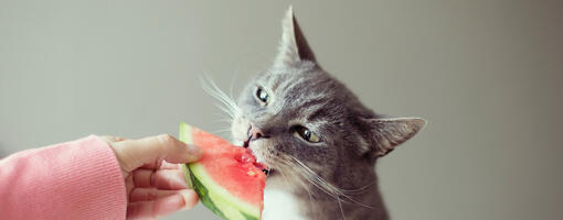 Cat will only eat human food best sale